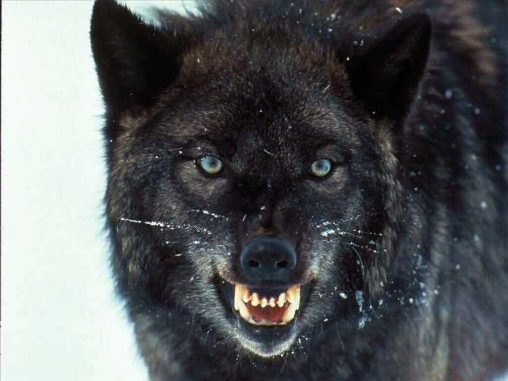Colmillos de un lobo negro