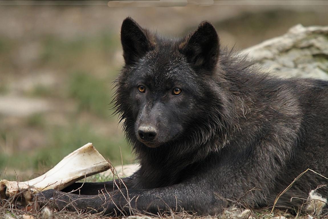 Imágenes del lobo negro