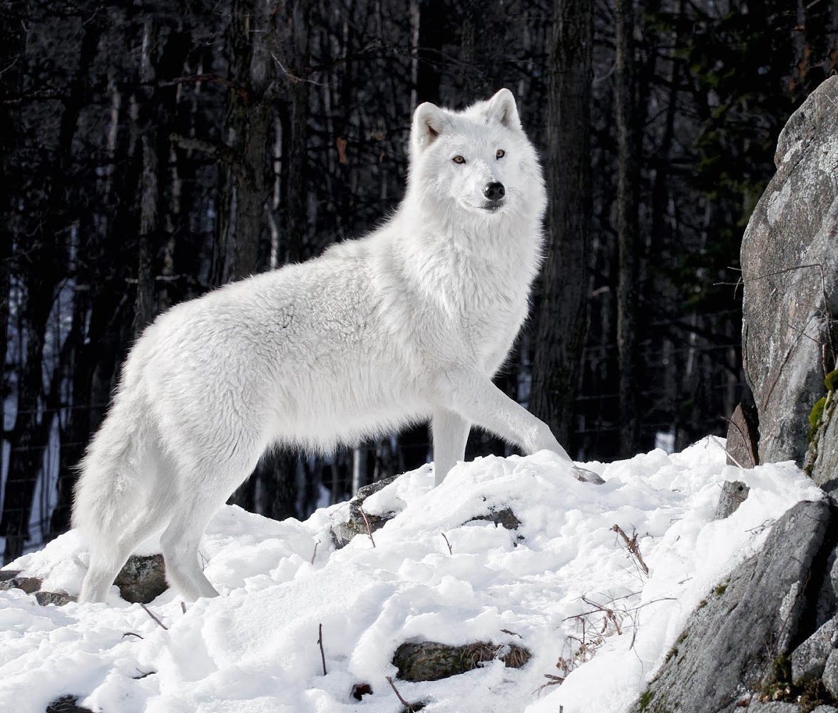 ira evidencia princesa Lobo blanco en la nieve :: Imágenes y fotos
