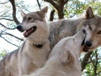 Diferencias entre perros y lobos