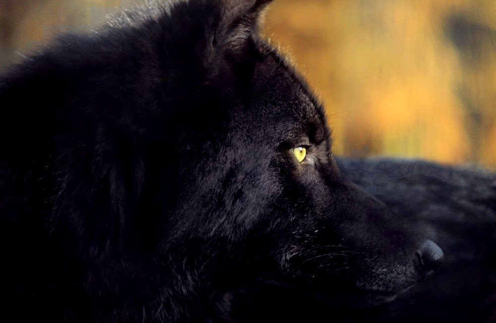 Cabeza del lobo negro