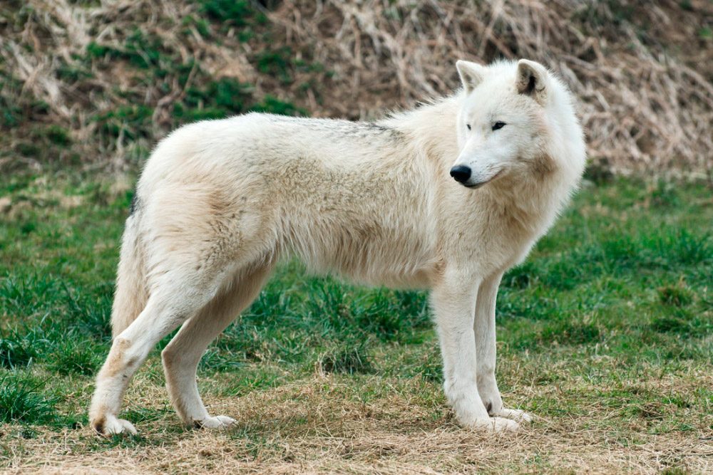 Cuerpo del lobo polar