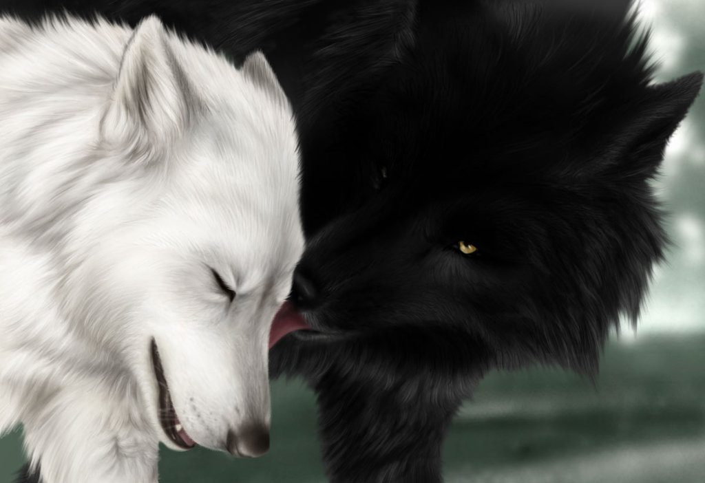 Dibujo de un lobo negro y uno blanco