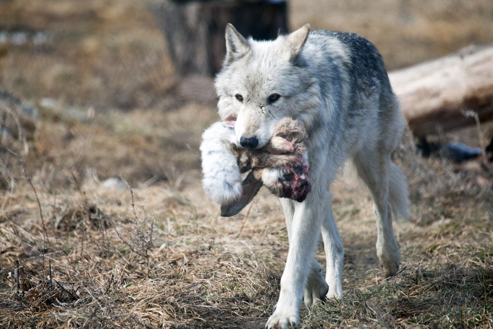 Dieta de los lobos
