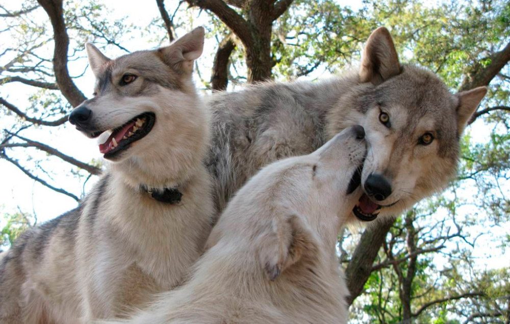 Diferencias entre perros y lobos