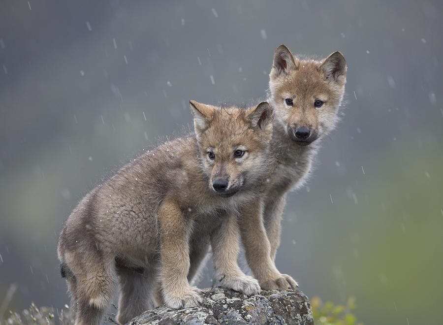 Foto de cachorros de lobo Foto de cachorros de lobo