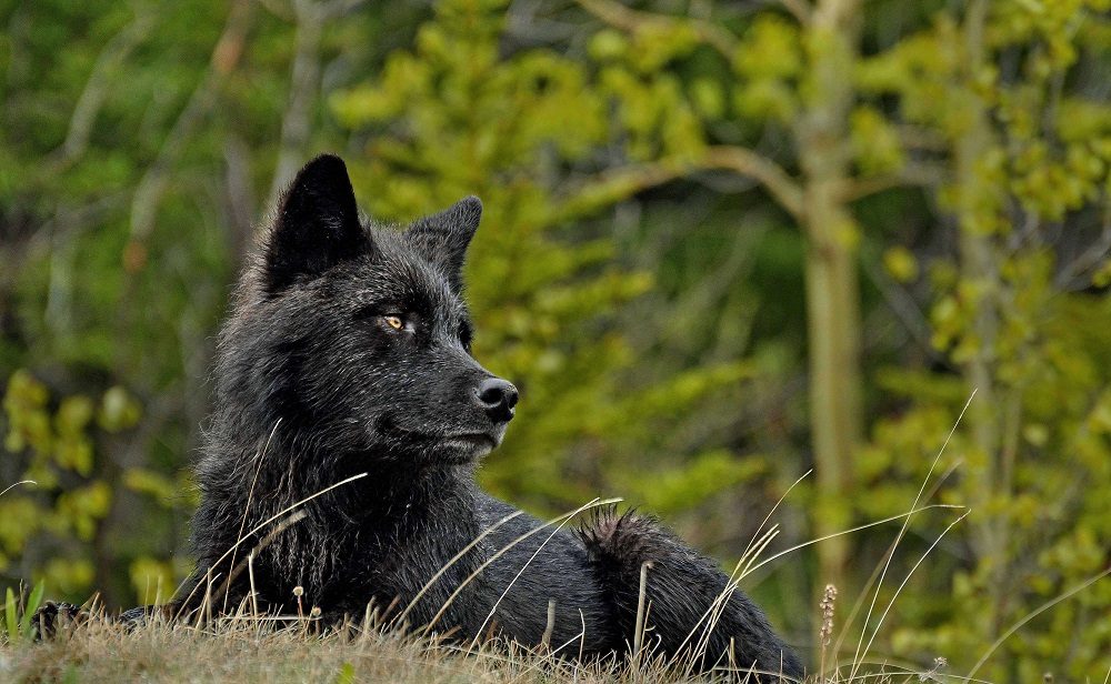Fotos del lobo negro