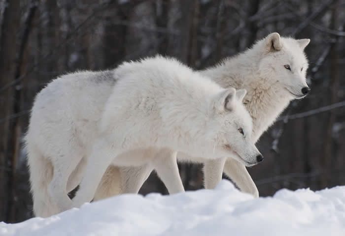 Imágenes de lobos blancos
