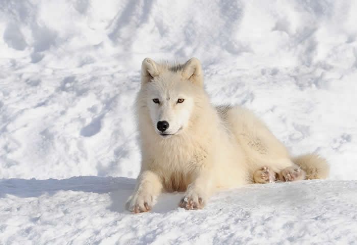 Imágenes de lobos polares