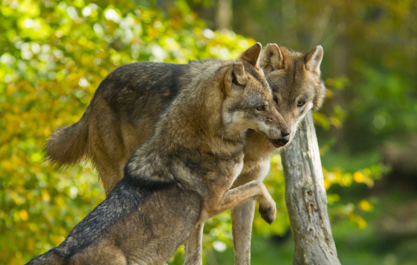 Imágenes de lobos salvajes