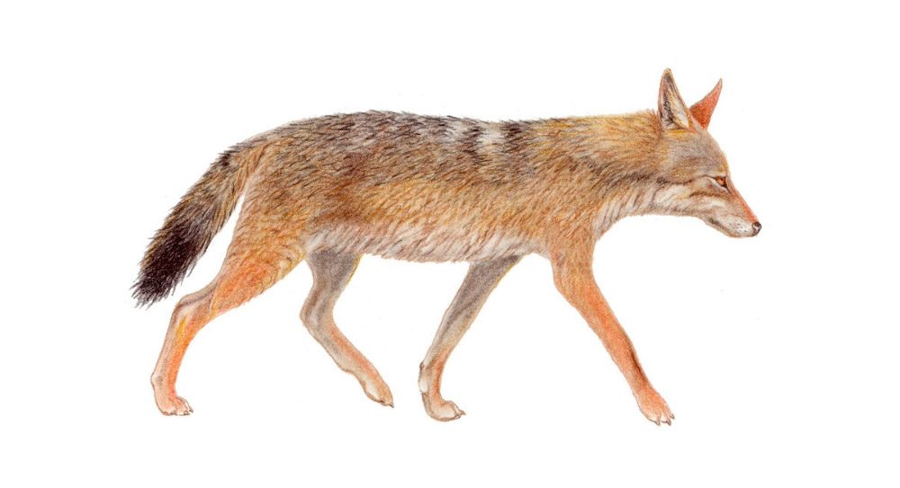 Lobo devorador de liebres