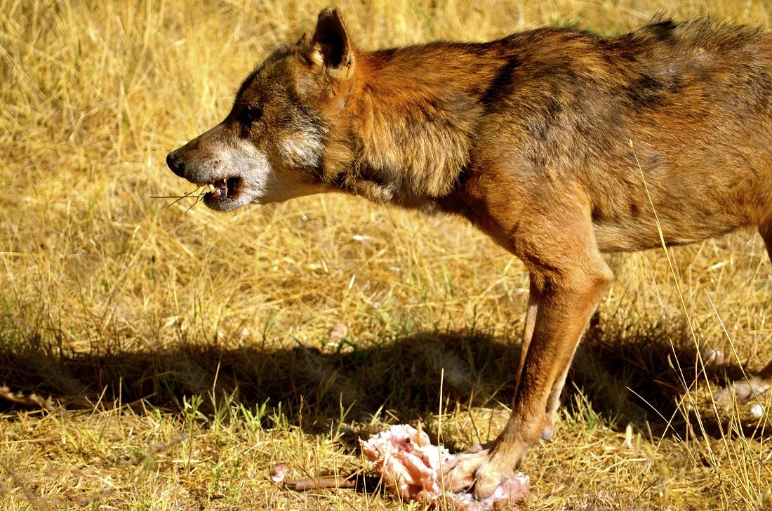 Lobo ibérico comiendo una presa