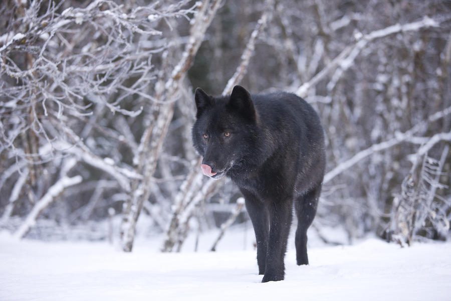 Lobo negro en la nieve
