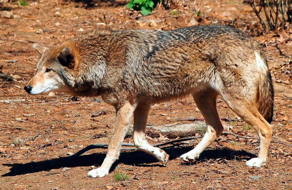 Lobo rojo en estado salvaje