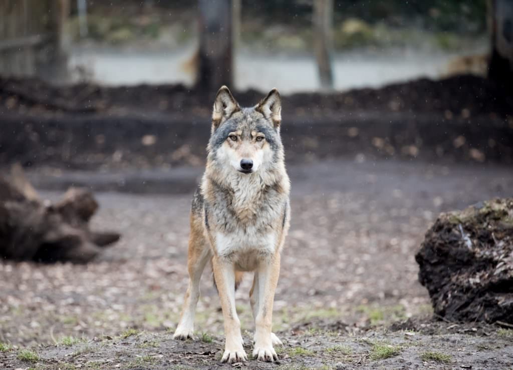 Observar a lobos