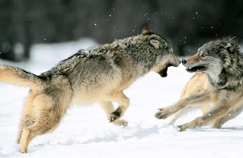 Pelea entre lobos
