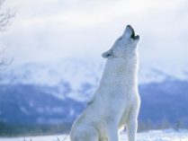 Aullido de lobo ártico