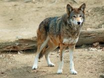 Cabeza del lobo rojo