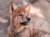 Cachorro de lobo rojo