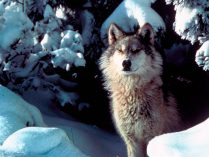 Canis lupus