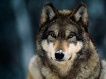 Características físicas de los lobos
