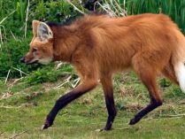 Cuerpo del lobo de crin