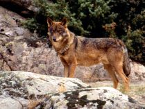 Cuerpo del lobo ibérico