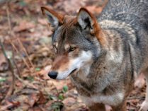 Cuerpo del lobo rojo