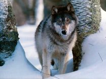 Curiosidades sobre el lobo gris