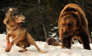 Depredadores de los lobos