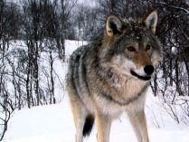 Descripción del lobo gris
