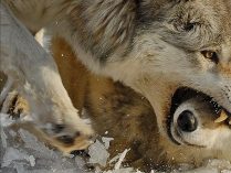 Enfrentamientos entre lobos