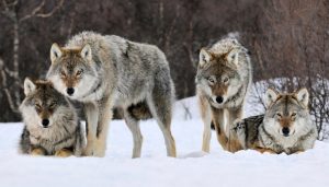 Estructura de las manadas de lobos
