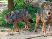Evolución del lobo ibérico