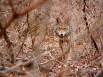 Foto de un lobo rojo en estado salvaje