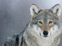 Fotos de Canis lupus