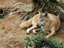 Fotos de lobos del Himalaya