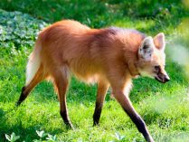 Fotos del lobo de crin