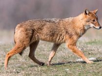 Fotos del lobo dorado