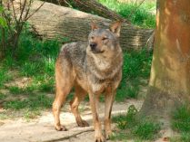 Fotos del lobo ibérico