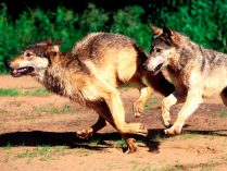 Hábitos de alimentación de los lobos