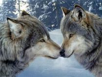 Ilustraciones de lobos