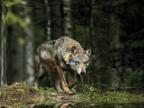 Imagen de un lobo cazando
