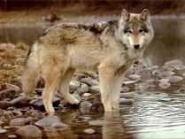 Imagen de un lobo en un río