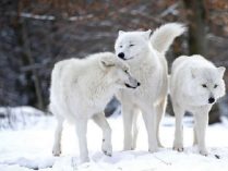 Imágenes de lobos árticos