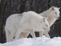 Imágenes de lobos blancos