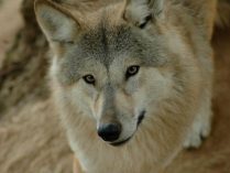 Imagenes de lobos del Himalaya