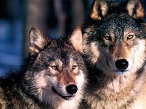 Imagenes de lobos grises