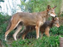 Imagenes de lobos rojos