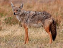 Imagenes del lobo dorado